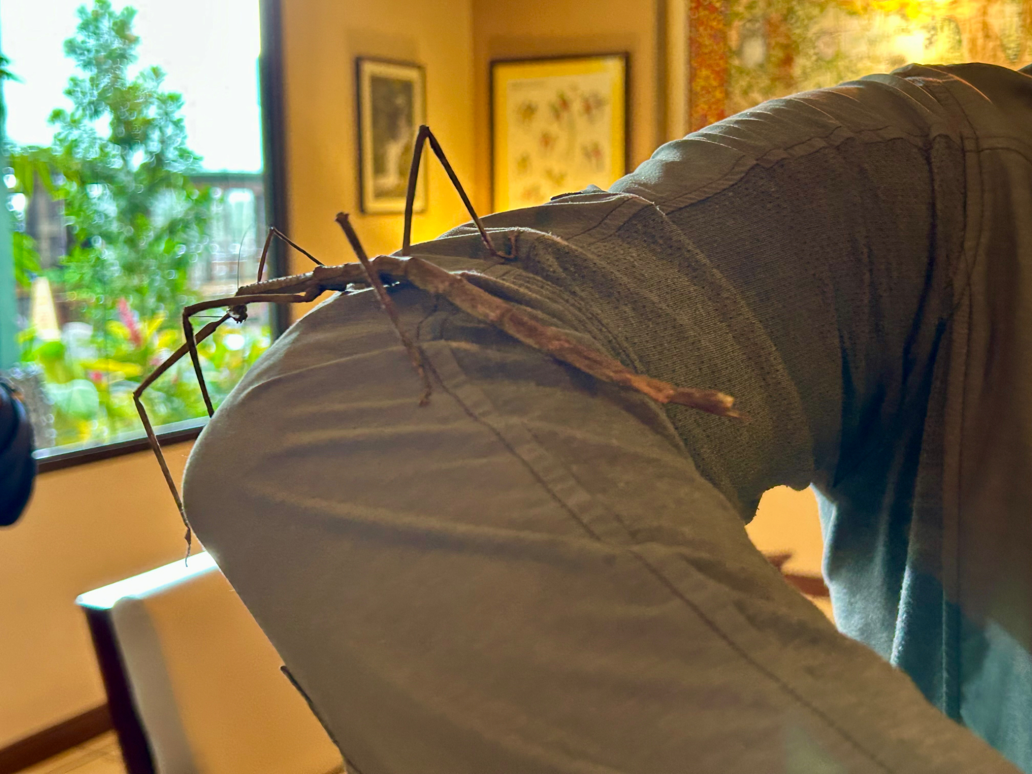 Stick insect
